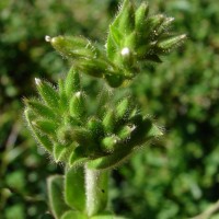 Cerastium glomeratum Thuill.